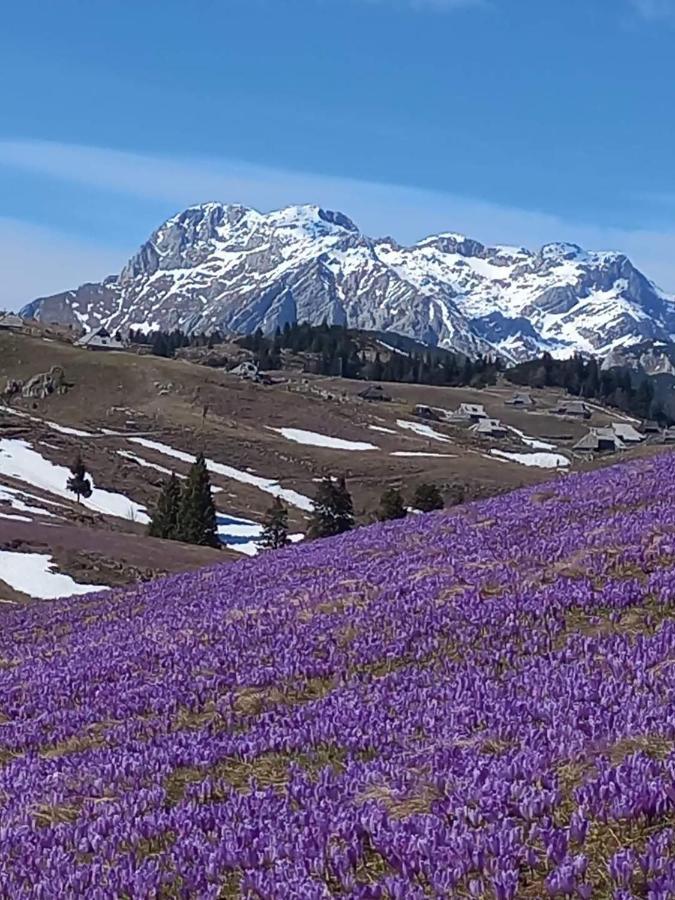 Koca Pastirica - Velika Planina Stahovica